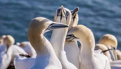 开云中国官网-日本队前锋连续三场破门，状态火热，日本前锋排名