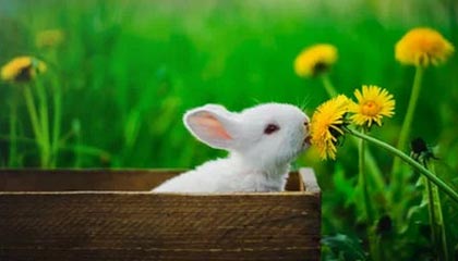 开云官方平台-VALORANT 战队新人表现超预期，valorant比赛规则